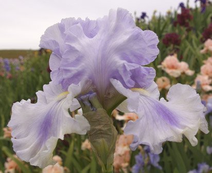 Timescape - tall bearded Iris