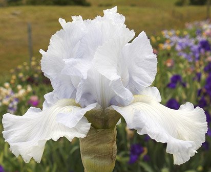 Tinted Crystal - tall bearded Iris