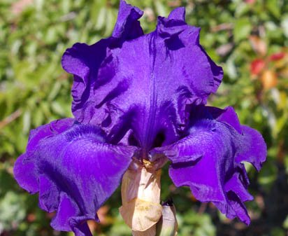 Titan's Glory - tall bearded Iris