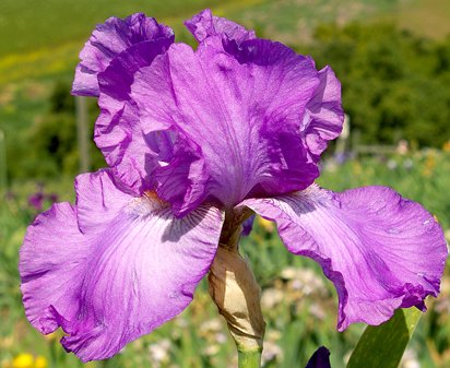 Tongue of Fire - tall bearded Iris