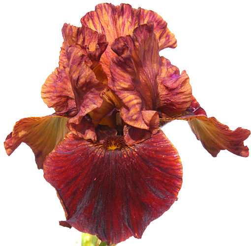 Tootsie Roll - fragrant border bearded Iris