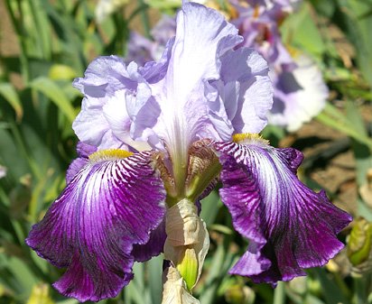 Total Obsession - tall bearded Iris