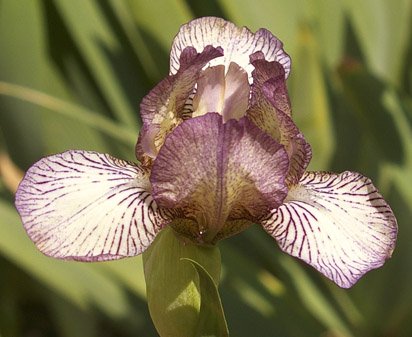 Tracking - fragrant tall bearded Iris