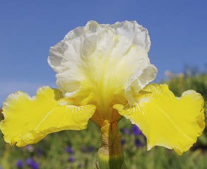 Tranquil Sunshine - tall bearded Iris
