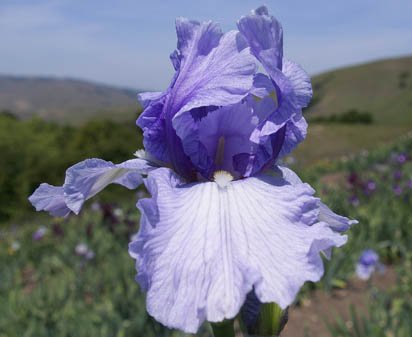 Trident - tall bearded Iris