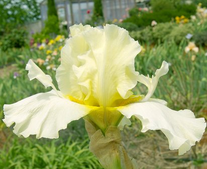 Triffid - fragrant tall bearded Iris