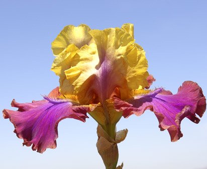 Trillion - fragrant tall bearded Iris