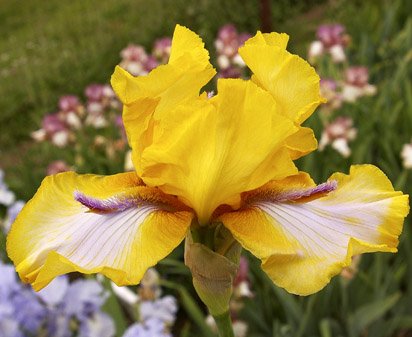 Triple Whammy - tall bearded Iris