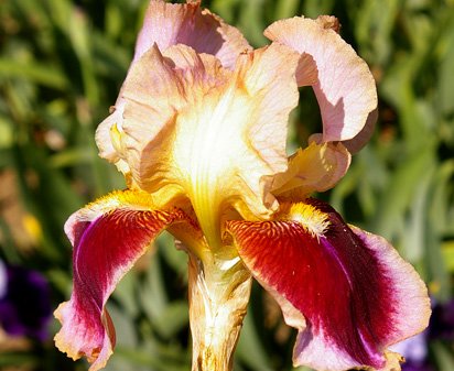 Triumphal Entry - tall bearded Iris