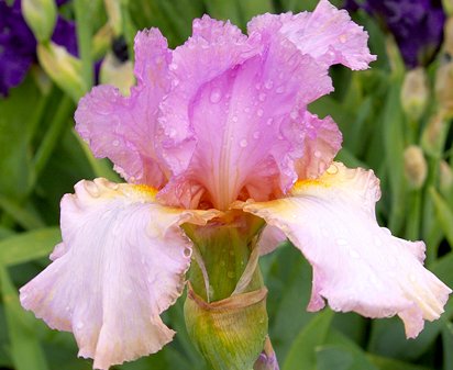 Tropical Encounter - tall bearded Iris