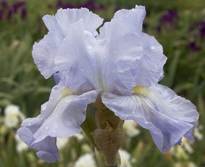 Twice Delightful - fragrant reblooming tall bearded Iris