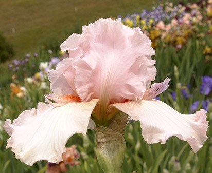 Twice Thrilling - reblooming tall bearded Iris