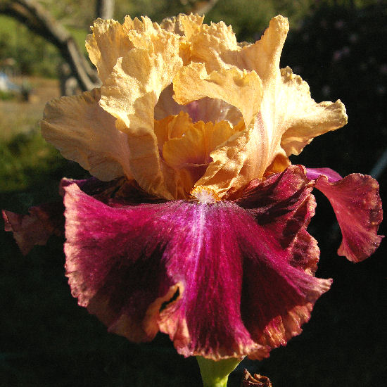 Twice Told - reblooming tall bearded Iris