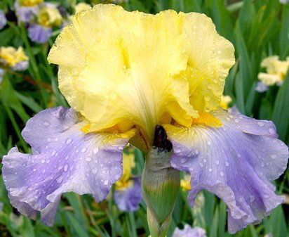 Two-Sided Coin - tall bearded Iris