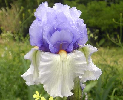 Upside Down - tall bearded Iris
