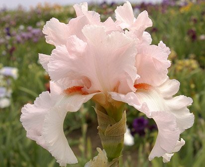 Valentine's Day - tall bearded Iris