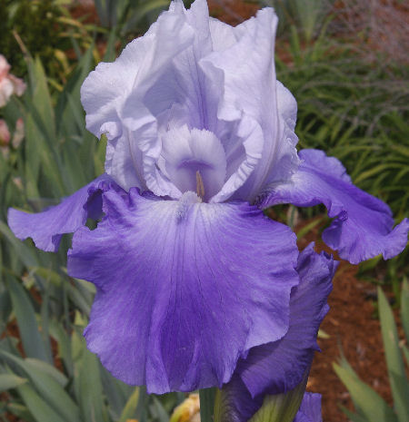 Vanilla Skies - tall bearded Iris