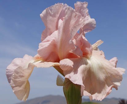 Vanity - tall bearded Iris