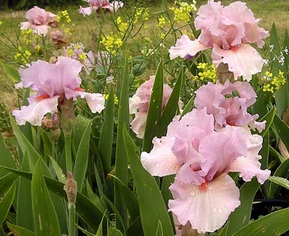 Vanity's Child - fragrant tall bearded Iris