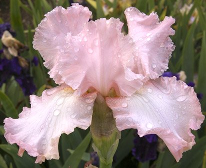 Varga Girl - reblooming tall bearded Iris