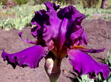 Velva's Purple Passion - tall bearded Iris