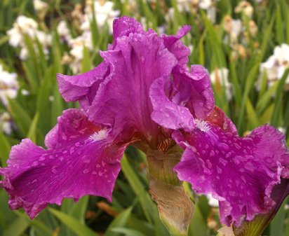 Velvet Underground - reblooming tall bearded Iris