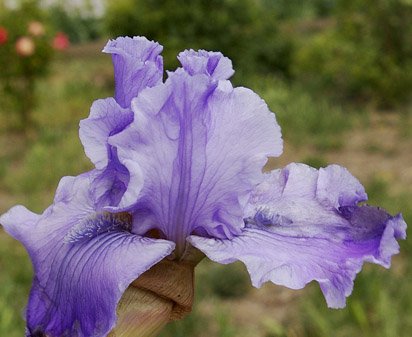 Venetian Waters - fragrant tall bearded Iris