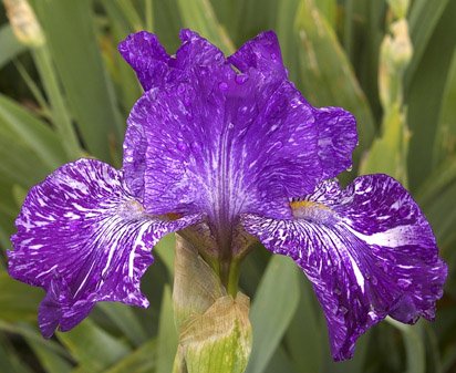 Very Varied - fragrant border bearded Iris