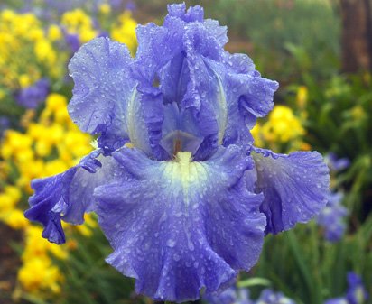 Victoria Falls - reblooming tall bearded Iris