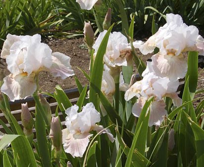Victorian Charmer - fragrant border bearded Iris