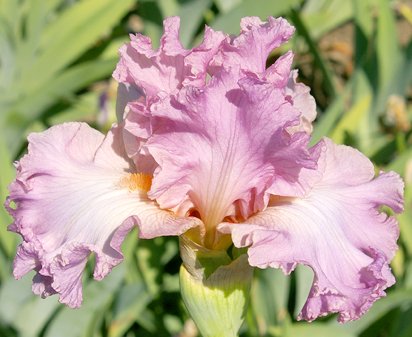 Vienna Waltz - tall bearded Iris