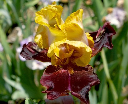 Vigilante - tall bearded Iris