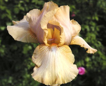 Vintage Press - fragrant reblooming Intermediate bearded Iris