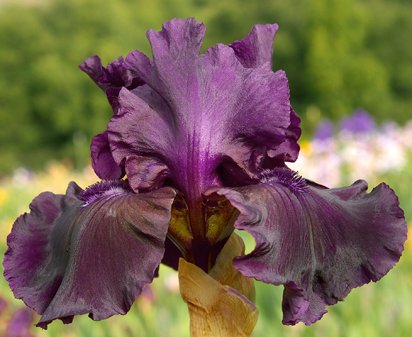 Vintner - fragrant tall bearded Iris