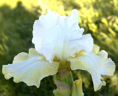 Violet Dawson - Tall bearded Iris