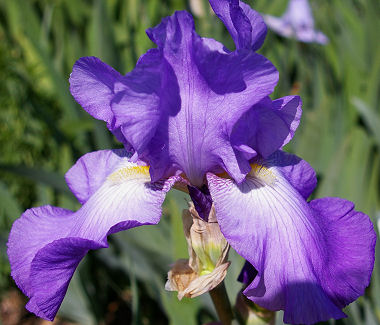 Violet Harmony - tall bearded Iris