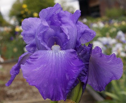 Violet Music - fragrant reblooming tall bearded Iris