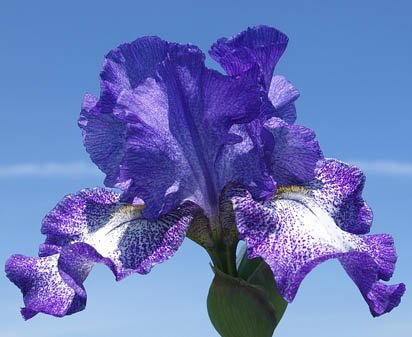 Violet Shimmer - fragrant tall bearded Iris