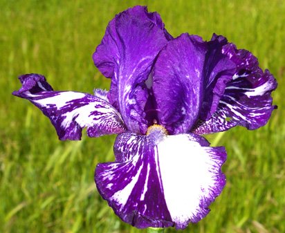 Violet Tiger - tall bearded Iris