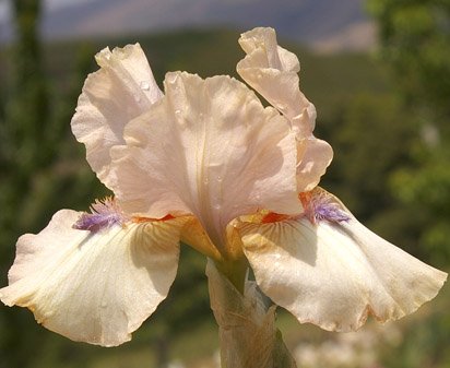 Viper - reblooming Intermediate bearded Iris