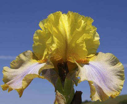 Vision of Spring - tall bearded Iris