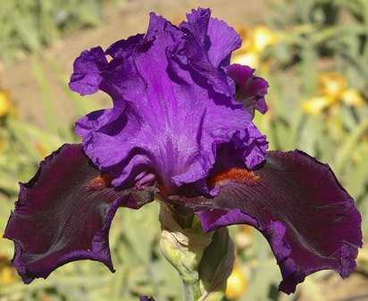 Visiting Royalty - tall bearded Iris