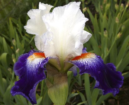 Vive La France - tall bearded Iris