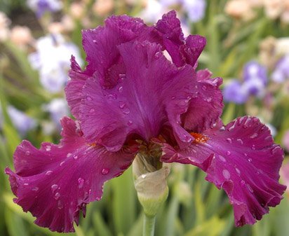 Vizier - tall bearded Iris
