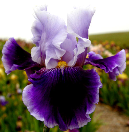 Voodoo Blues - reblooming tall bearded Iris