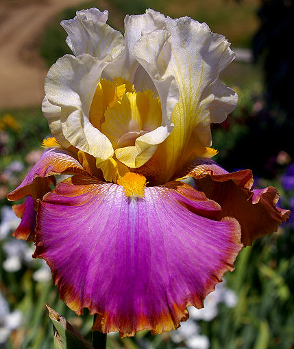 Voyager - fragrant tall bearded Iris