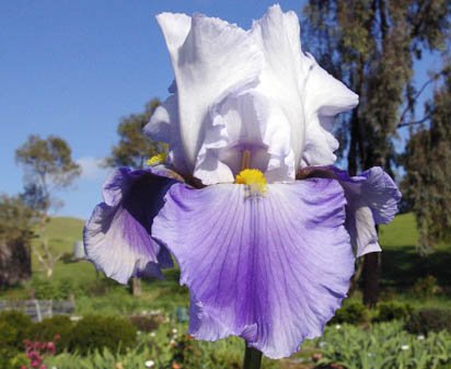 Wake Water - fragrant reblooming tall bearded Iris