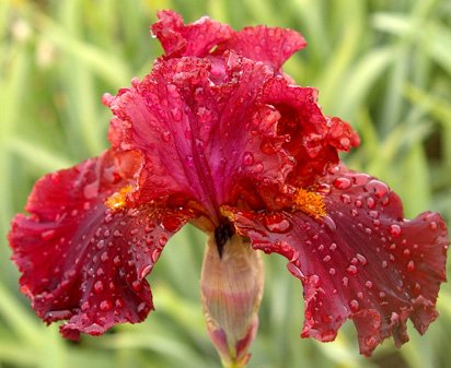 Walkara - fragrant tall bearded Iris