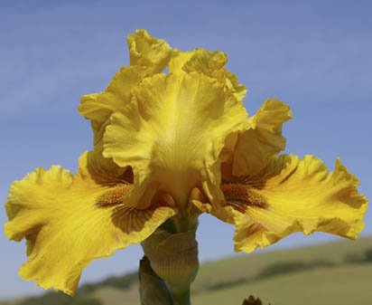 Warm Breeze - tall bearded Iris