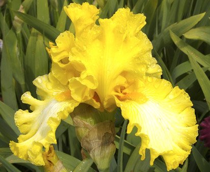 Warm Wishes - fragrant tall bearded Iris
